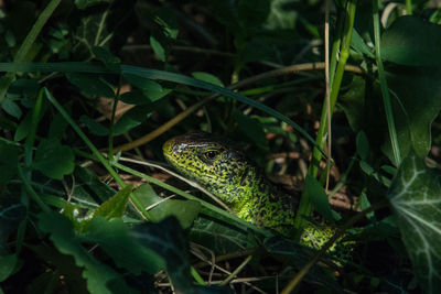 Close-up of lizard on field