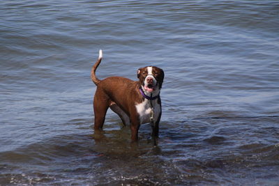 Dog running in water