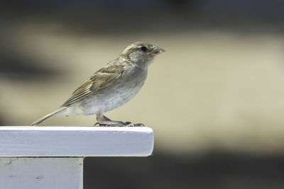 Close-up of bird perching on railing