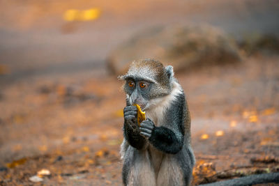Little wild monkey eating a banana in the safari wild park of tsavo east in kenya africa.
