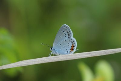 Close-up of butterfly perching on leaf