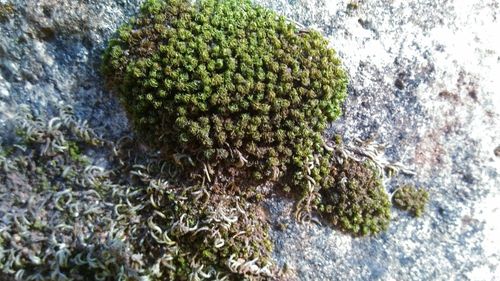 Close-up of moss on tree trunk