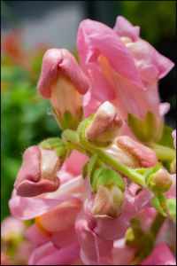 Close-up of pink rose flower