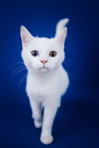 Portrait of white cat against black background