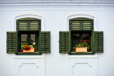 Potted plants on window of building