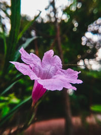 Close-up of pink flowering plant