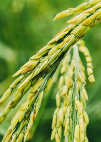 Close-up of wheat plant