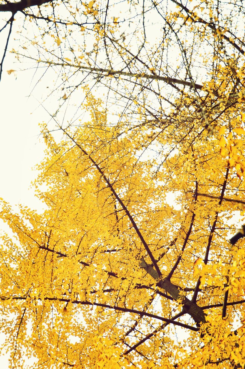 yellow, tree, branch, autumn, growth, low angle view, change, season, beauty in nature, nature, clear sky, tranquility, day, no people, outdoors, flower, leaf, vibrant color, sky, orange color