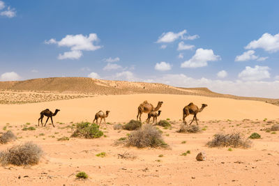 Horses on sand dune in desert against blue sky