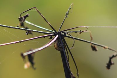Close-up of insect on plant