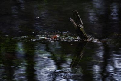 Ducks swimming in lake