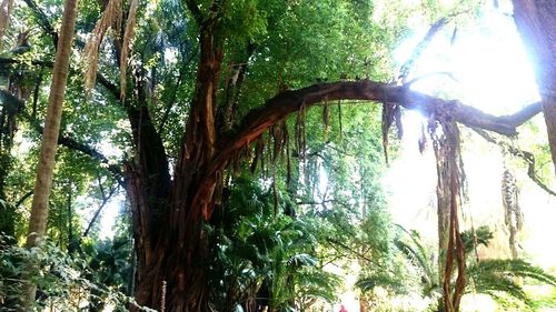 Low angle view of trees in forest