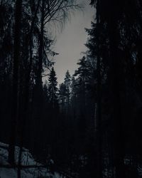 Silhouette of trees in forest during winter