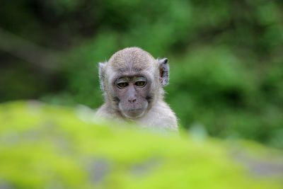 Portrait of monkey against blurred background