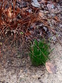 Close-up of plant growing on ground