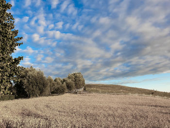 Scenic view of field against sky