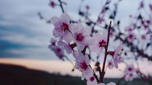 Close-up of pink cherry blossoms