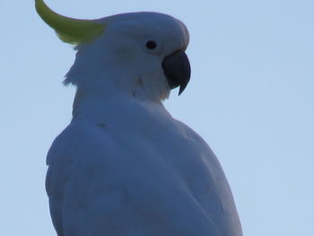 Low angle view of seagull against sky