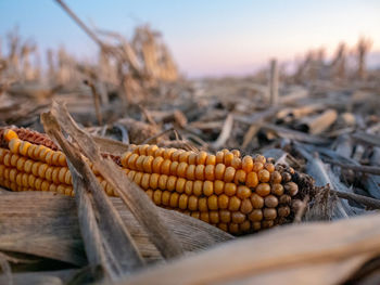 Close-up of bread on land against sky during sunset