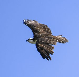 Low angle view of eagle flying in sky