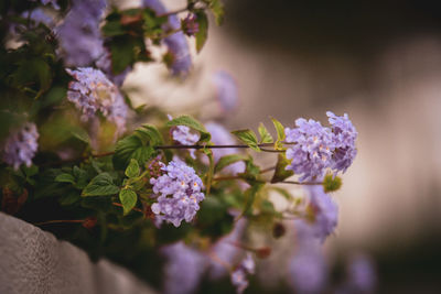 Close-up of purple flowering plants