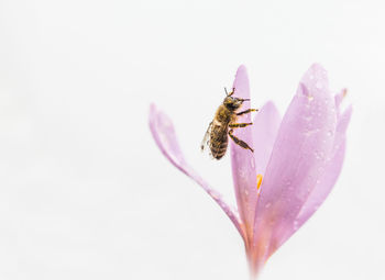 Close-up of bee pollinating on white flower