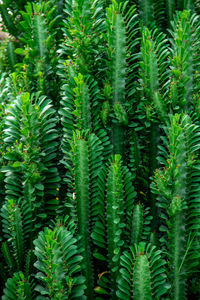 Close-up of palm tree