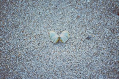 High angle view of shells on sand