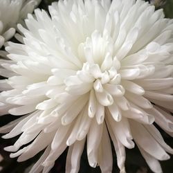 Close-up of white flower blooming outdoors