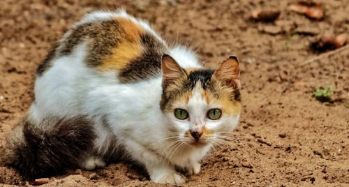 Portrait of cat on field