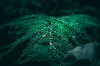 Full frame shot of fresh green plants