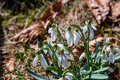 Close-up of white flowering plants on field