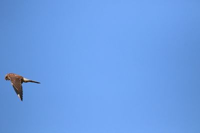 Low angle view of kestrel flying in blue  sky