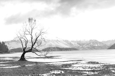 Bare tree on snowcapped mountain against sky