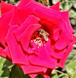 Close-up of bee on pink flower