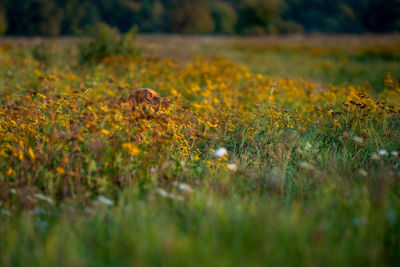 Vizsla hunting dog outdoors portrait. hunting dog stalking prey on a sunny autumn evening.