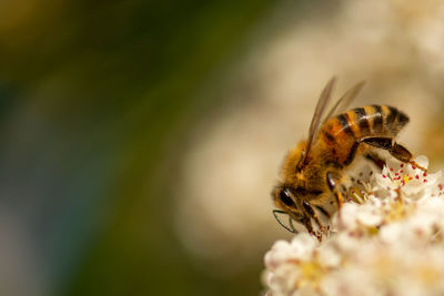 Close-up of bee pollinating on flower
