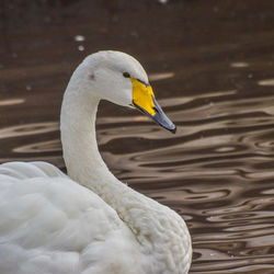 Close-up of swan in lake