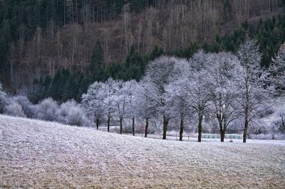 Trees on field against mountain