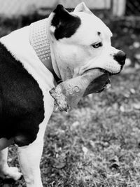 Close-up of dog looking away