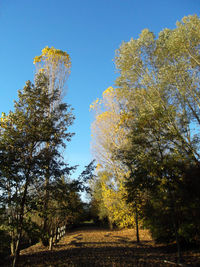 Low angle view of trees in forest against clear blue sky