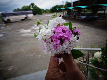 Cropped image of woman holding pink flower on road in city