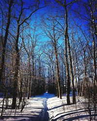 Bare trees in park