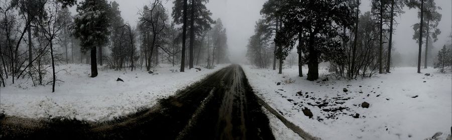 Panoramic view of trees on snow covered landscape