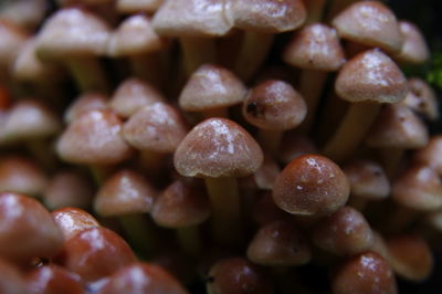 Full frame shot of fruits