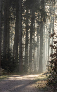 View of pine trees in forest