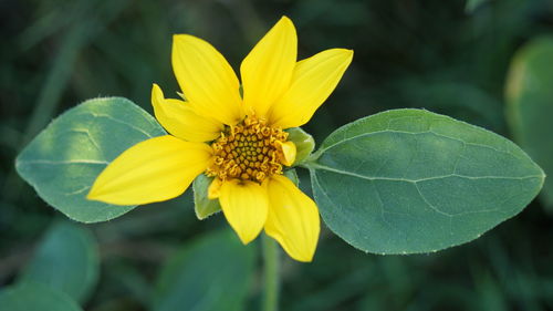 Close-up of yellow flower