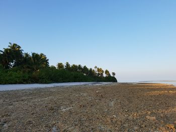 Scenic view of beach against clear sky