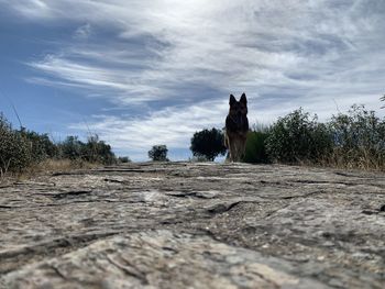 Surface level of dog on land against sky