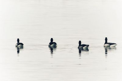 Ducks swimming on lake